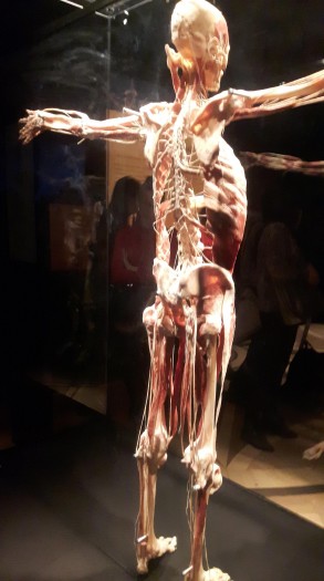 Body_Worlds_and_The_Cycle_of_Life