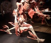 Body_Worlds_and_The_Cycle_of_Life